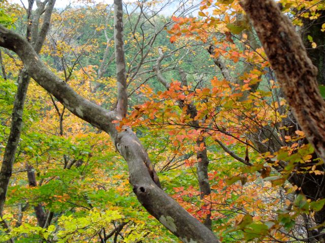 裏庭の紅葉