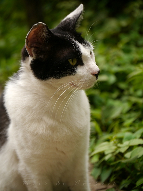 獲物を見る目2015.06.02上野.JPG