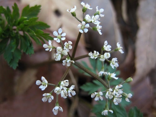 3ミリほどの小さな5弁花セントウソウの花 3月初めの昭和記念公園での自然観察 その3 しろうと自然科学者の自然観察日記 楽天ブログ