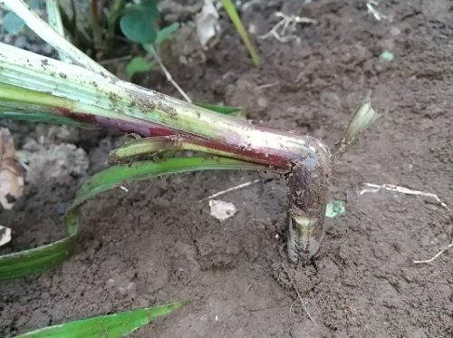 折れたタカサゴユリの球根を移植しました v ネコ様とガーデニング 楽天ブログ 折れたタカサゴユリの球根を移植しました v ネコ様とガーデニング 楽天ブログ