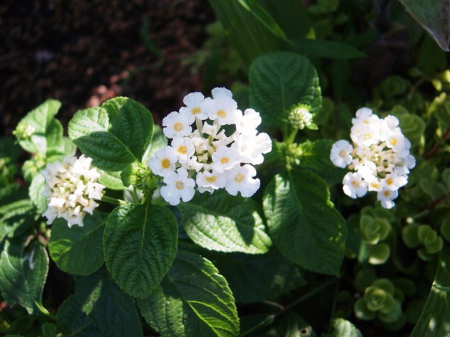DSC09409.JPG