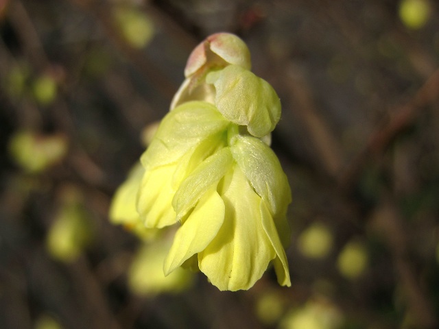 001ヒュウガミズキ2012.4.1-2.JPG