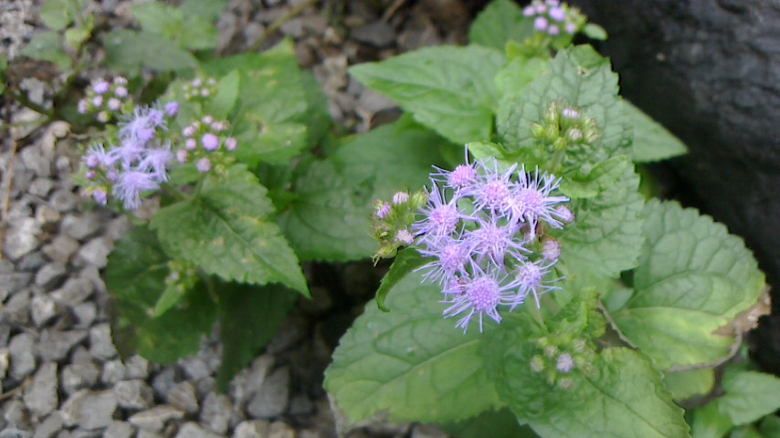 NEC_0128.JPG