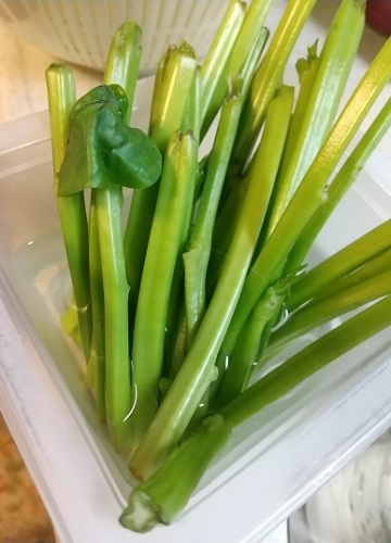 夏のネバネバ野菜たち ネコ様とガーデニング 楽天ブログ