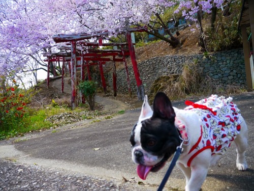 城山公園で散歩6.jpg