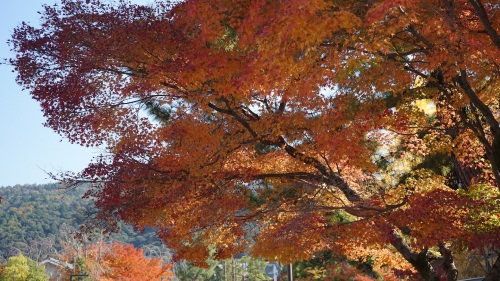 紅葉　蹴上ー南禅寺間.jpg