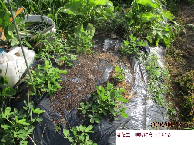 らかせい.JPG