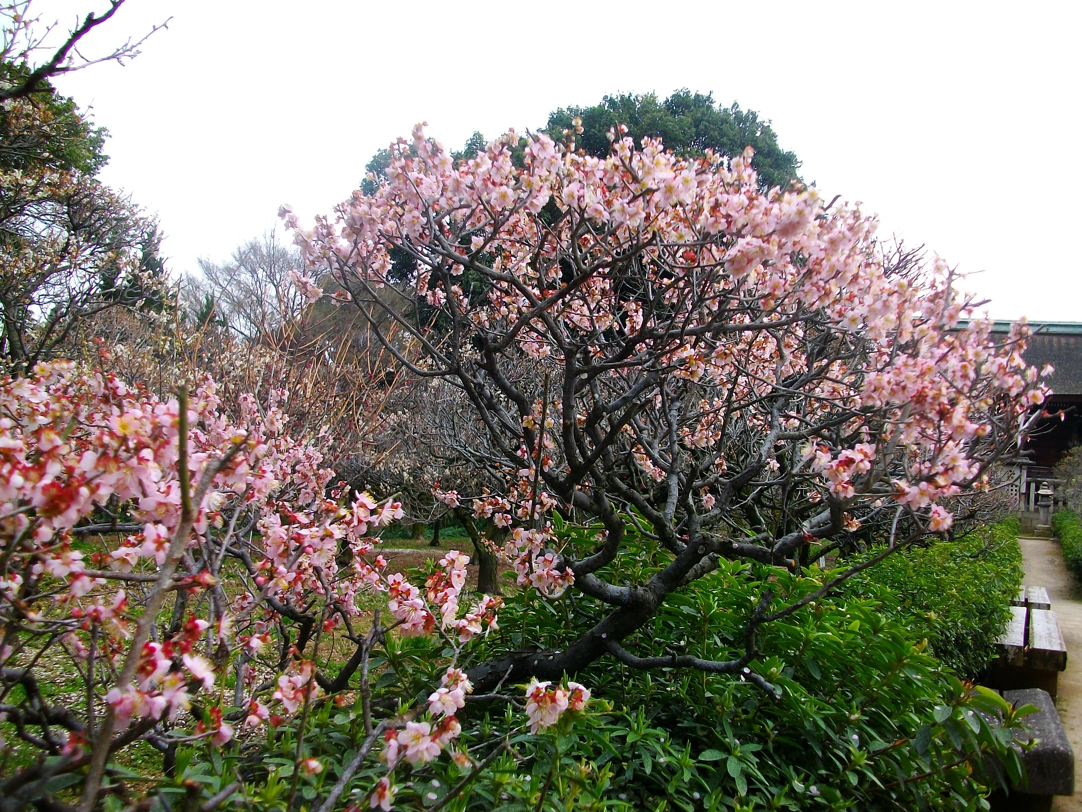 IMGP1779.JPG