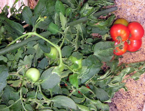 tomato-02.jpg