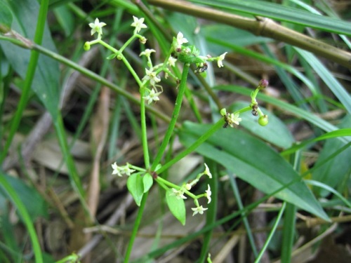 アカネの花 気仙沼大島での秋の植物観察 その1 しろうと自然科学者の自然観察日記 楽天ブログ