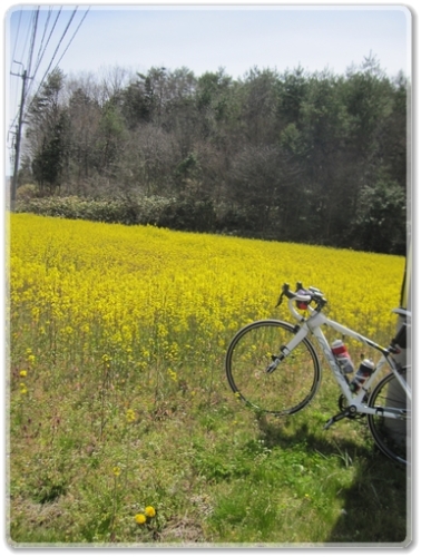 6224R40沿線風景（なの花）_6224.jpg