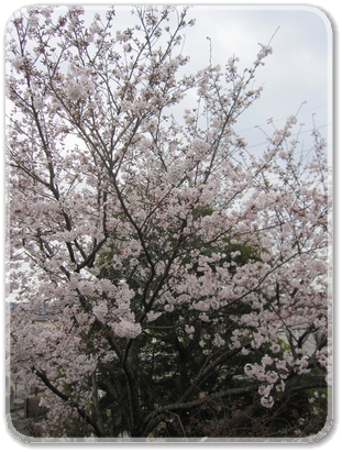 ４月６日満開の桜_2213.jpg