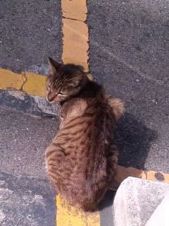 振り向きキジトラ猫