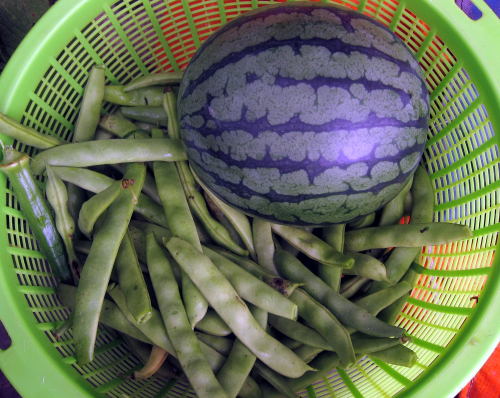 モロッコインゲンと小玉西瓜.jpg
