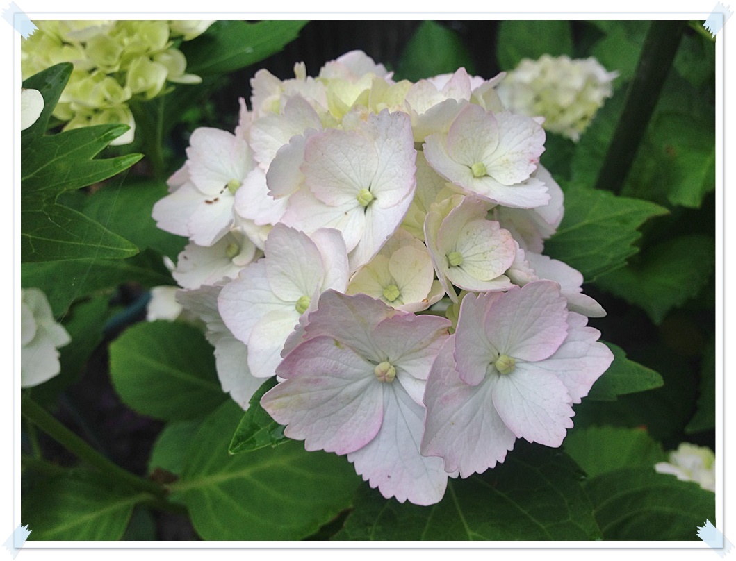 白紫陽花アップ_2015-06-11_07-48-22.JPG