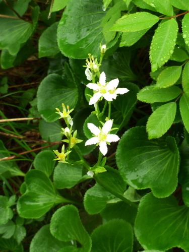 至仏山の花8.jpg