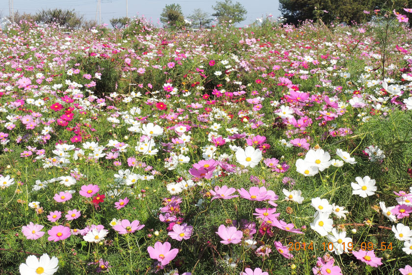 cosmos2014-022w.jpg
