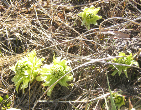 土手のふきのとう.jpg