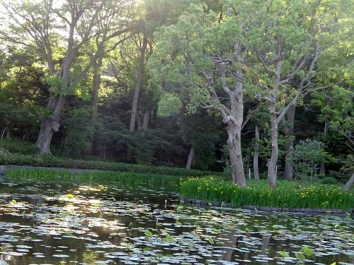 鶴ヶ丘八幡宮 (1).JPG