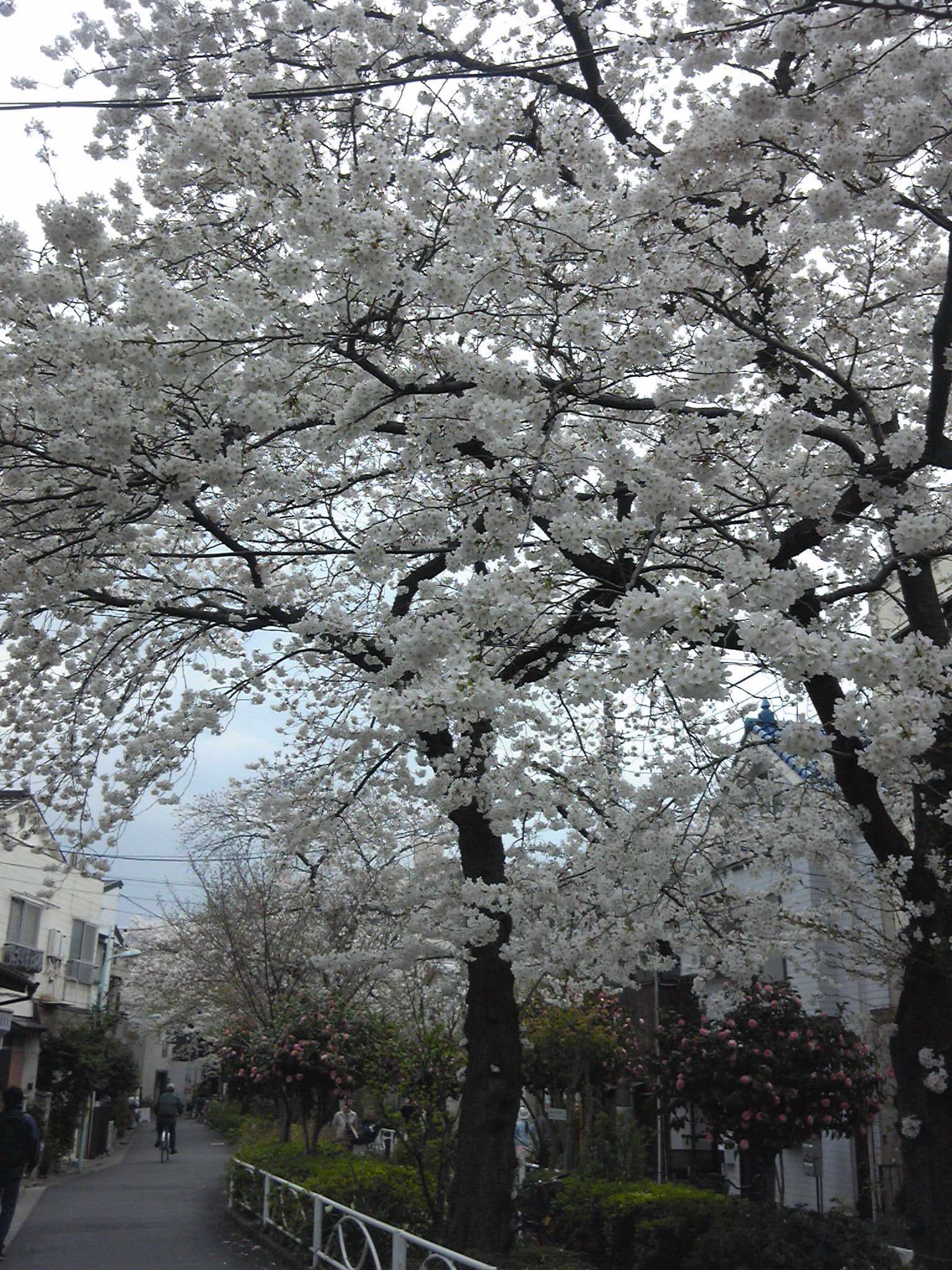 人出控えめ桜並木