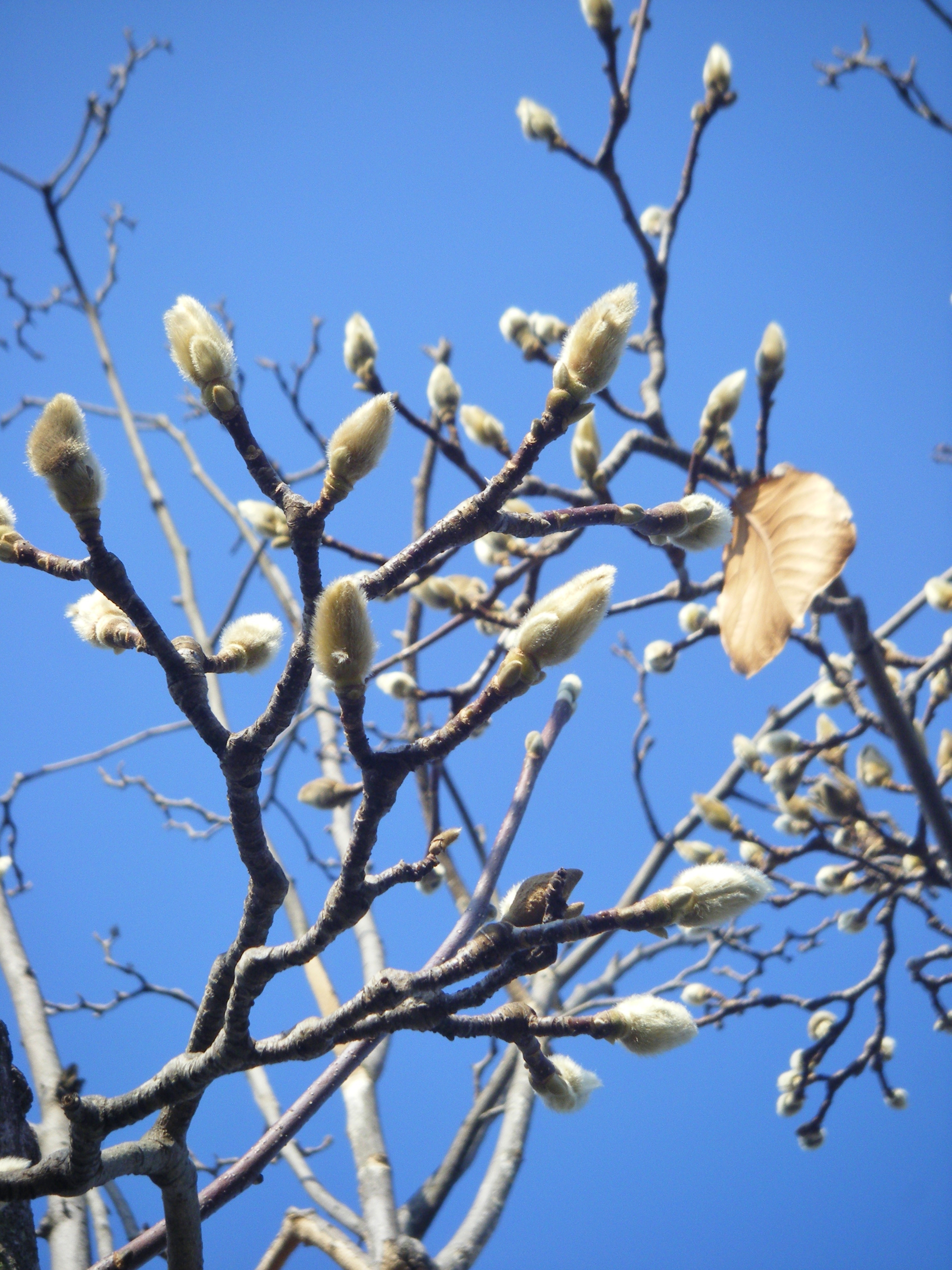 DSCF2295.JPG