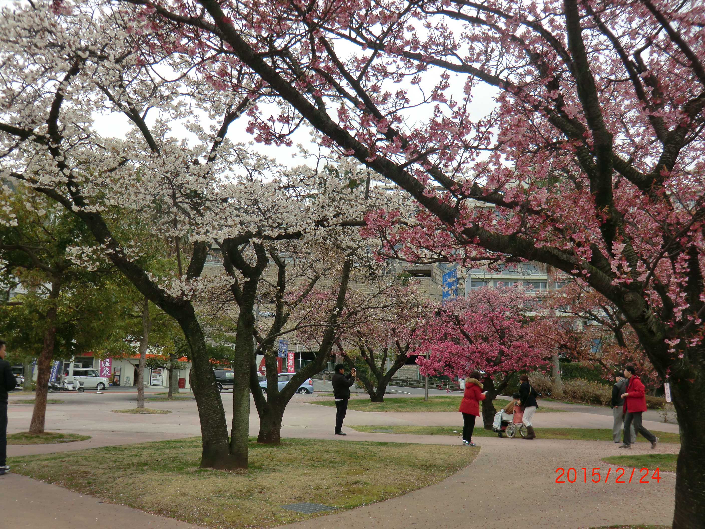 桜15-2-25 005.JPG