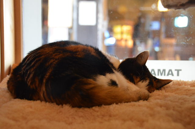 DSC_9737.JPG
