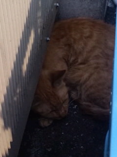 日陰に溶け込む猫＜9＞