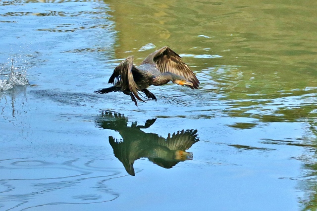 P95A2900 (640x427).jpg