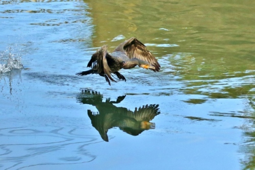 P95A2900 (640x427).jpg