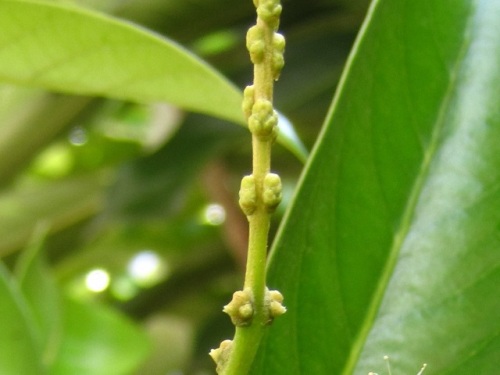 果実は花期から1年半後の翌年秋に熟すマテバシイ属のマテバシイ 自然観察の振返り 4 ブナ科の植物 第9回 しろうと自然科学者の自然観察日記 楽天ブログ