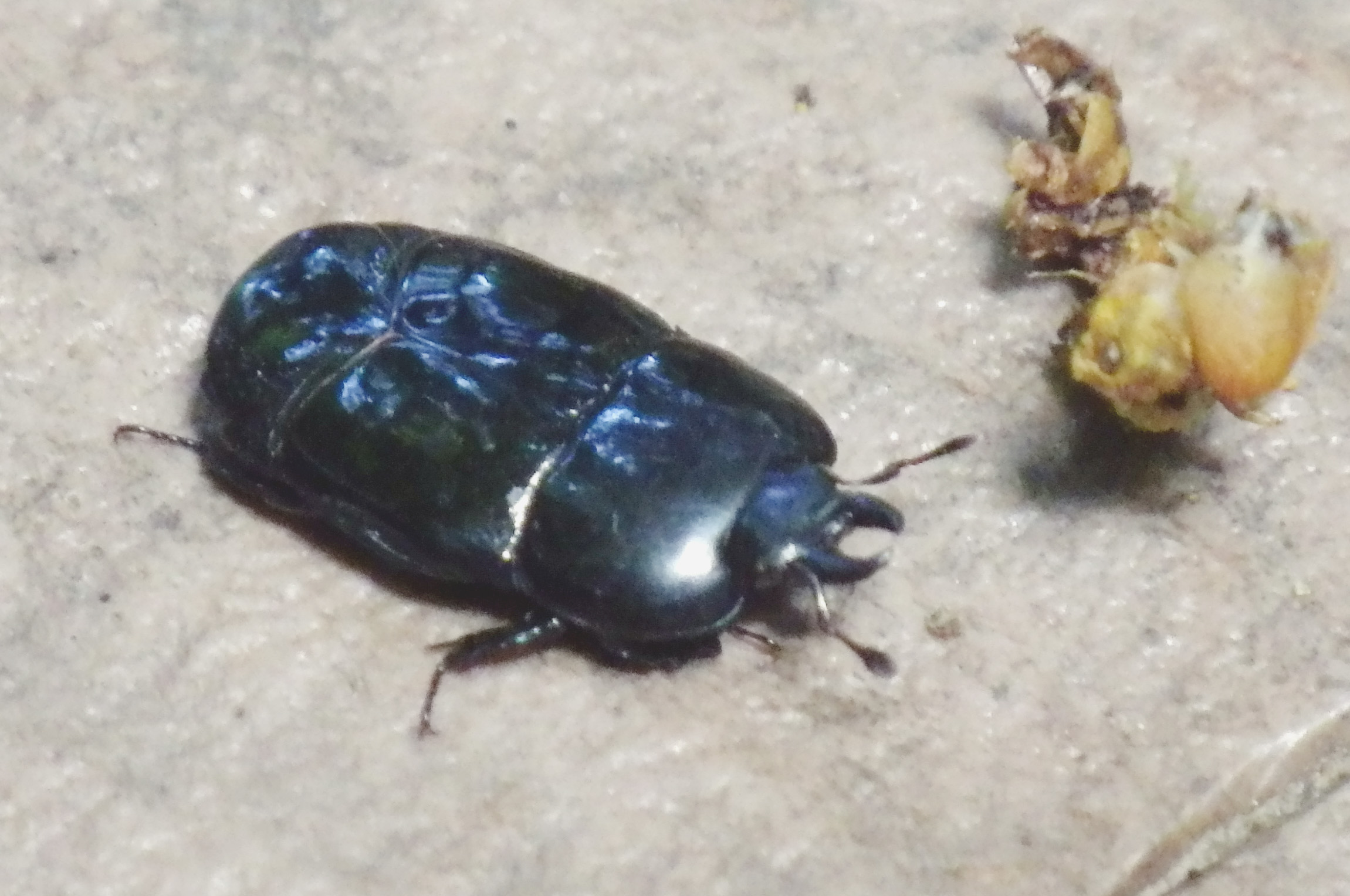 オオヒラタエンマムシ