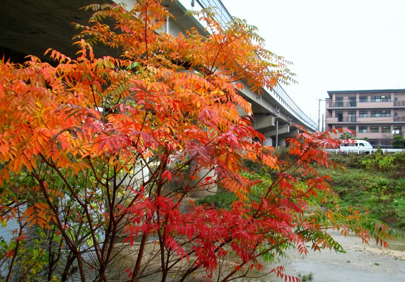 紅葉.JPG