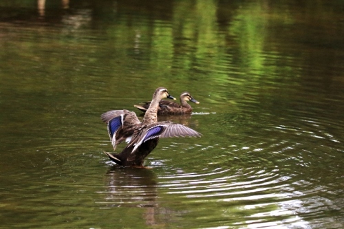 P95A0716 (800x533).jpg