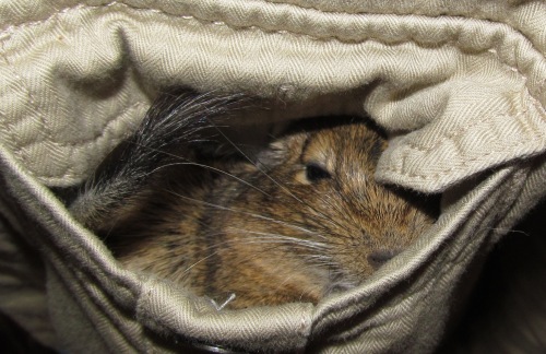 横になって食べる