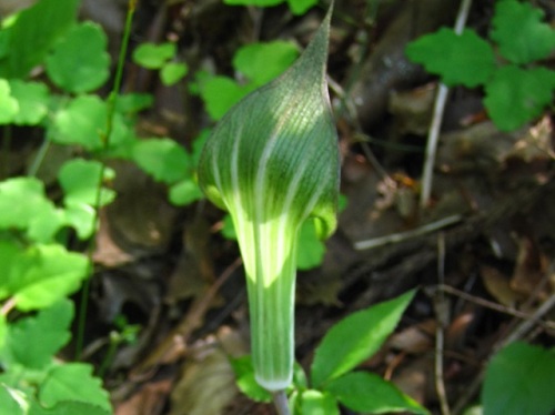 外形の変異が著しいマムシグサの仲間の花 4月末の八王子市 高尾山での自然観察記録 その11 しろうと自然科学者の自然観察日記 楽天ブログ