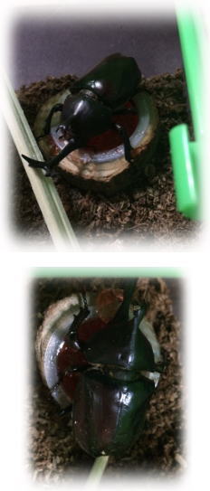 140726カブト虫2.jpg