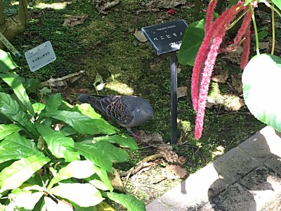 京都府立植物園　温室内.jpg