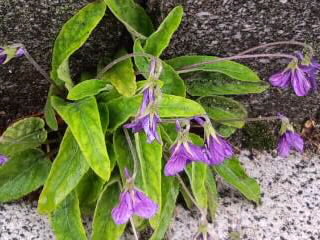 スミレの茂み2015