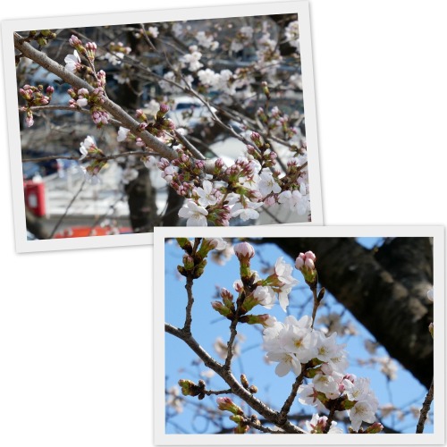 2023-03-16桜2.jpg