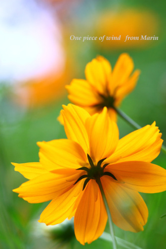 オレンジ色の秋の花 ひとひらの風 楽天ブログ