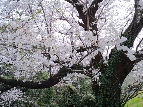 桜ヶ丘の桜　2.jpg