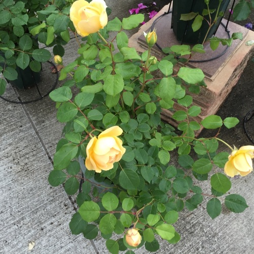 2016-05-06 14.35.44.jpg