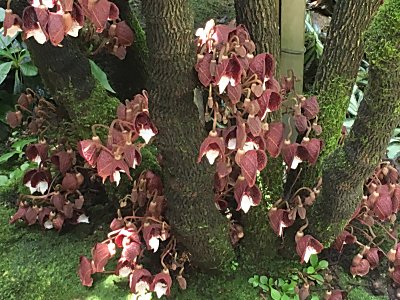 京都府立植物園ｱﾘｽﾄﾛｷｱ2.jpg