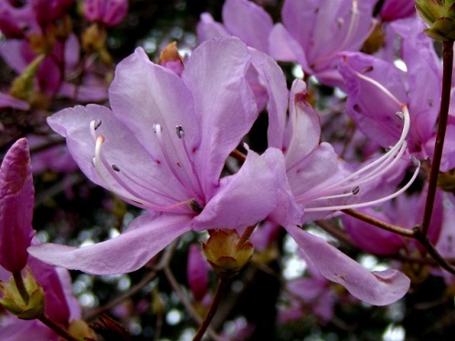 ミツバツツジの花 春 3月下旬 4月初旬 の高尾山での自然観察 その16 しろうと自然科学者の自然観察日記 楽天ブログ