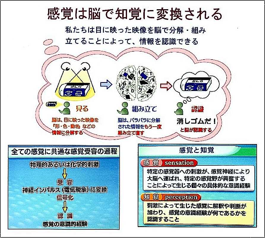 150518感覚は脳で知覚に変換される.jpg