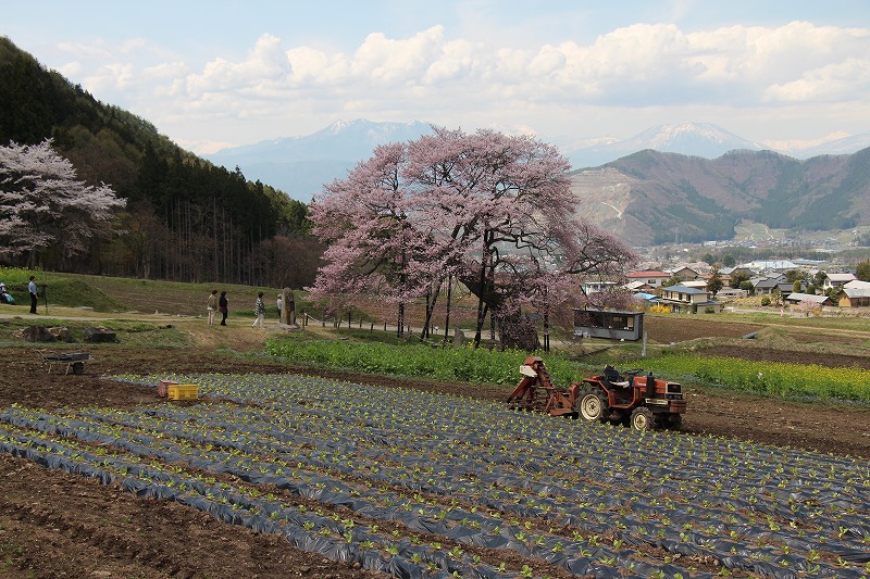 42215高山村黒部のエドヒガン桜と野菜畑.jpg