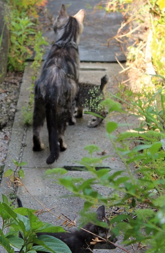 最後の子猫 (7).JPG