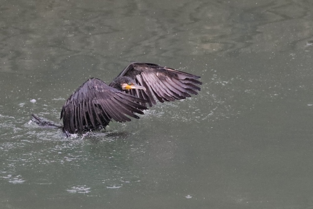 CJ9I0198 (640x427).jpg