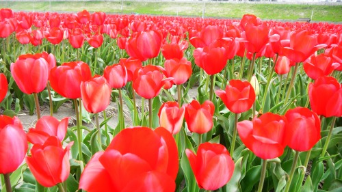 チューリップ畑 (5).JPG
